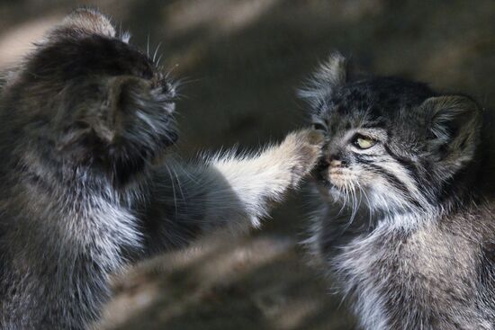 В Новосибирском зоопарке родились детеныши манула