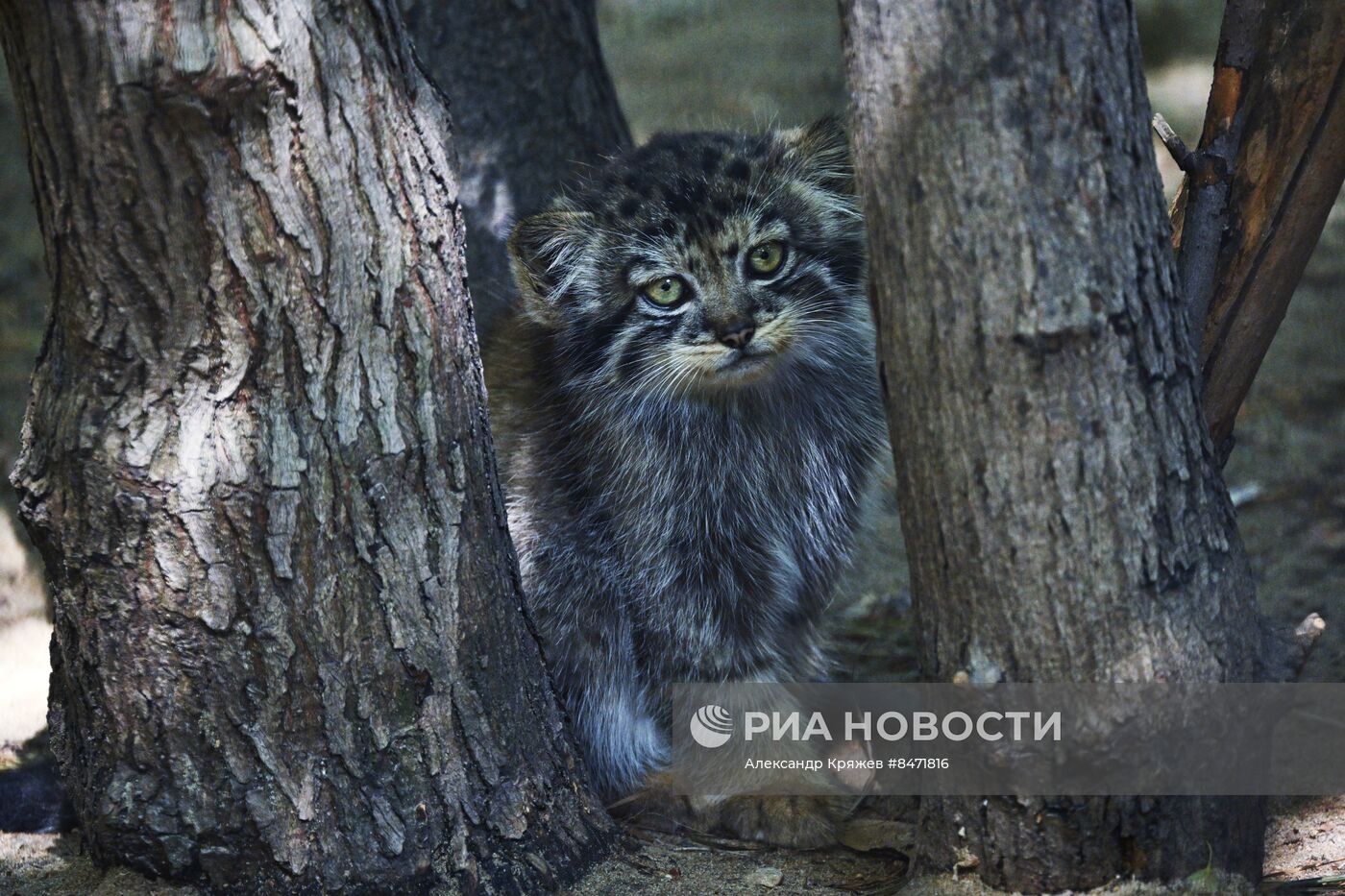 В Новосибирском зоопарке родились детеныши манула