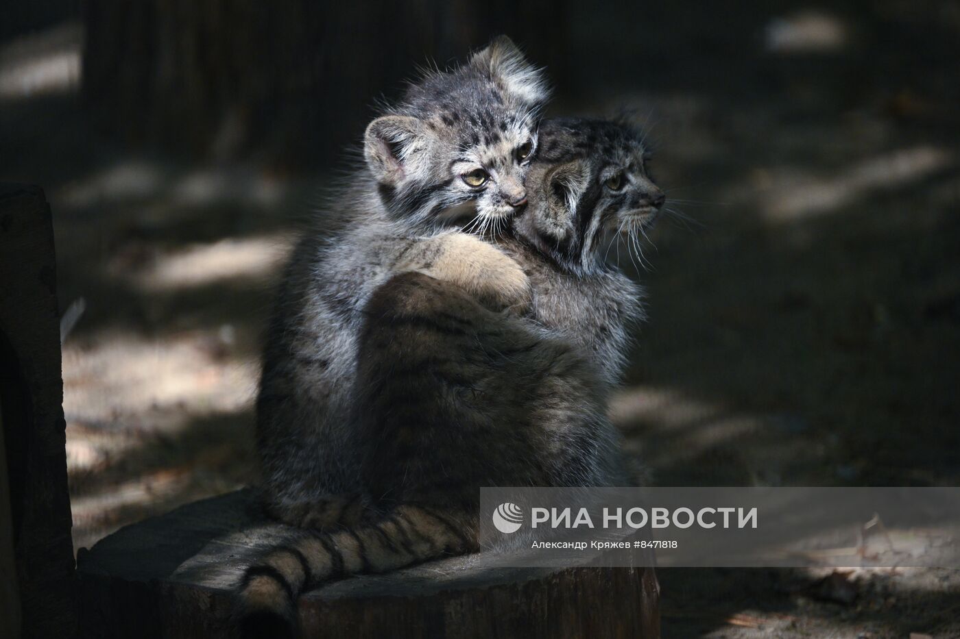 В Новосибирском зоопарке родились детеныши манула
