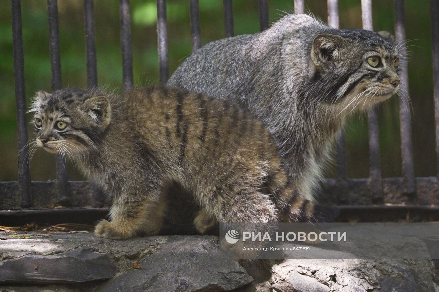 В Новосибирском зоопарке родились детеныши манула