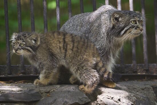 В Новосибирском зоопарке родились детеныши манула