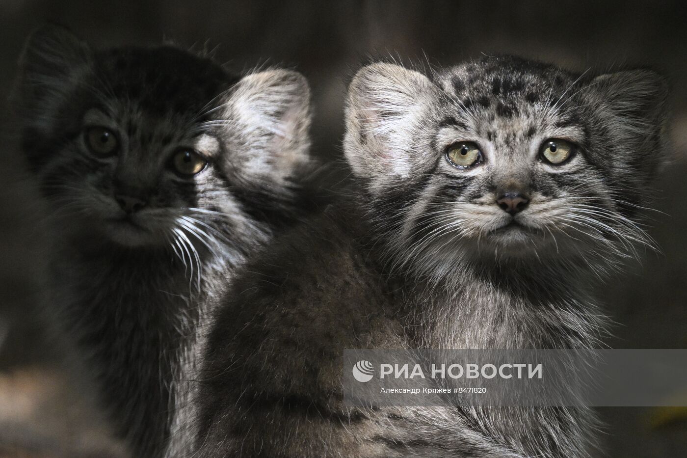 В Новосибирском зоопарке родились детеныши манула