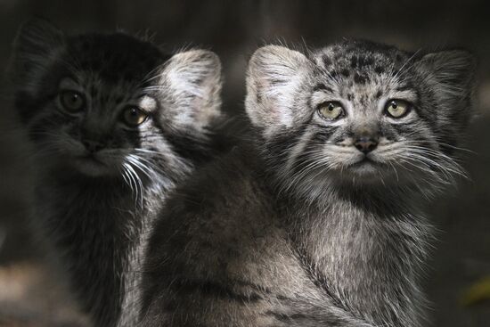 В Новосибирском зоопарке родились детеныши манула