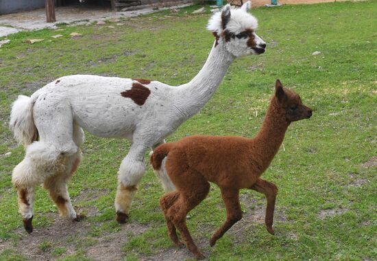 Парк флоры и фауны "Роев ручей" в Красноярске