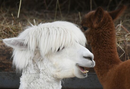 Парк флоры и фауны "Роев ручей" в Красноярске