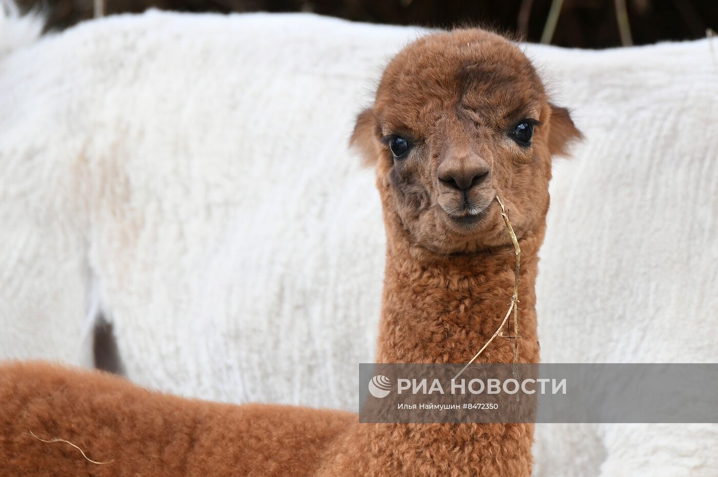 Парк флоры и фауны "Роев ручей" в Красноярске