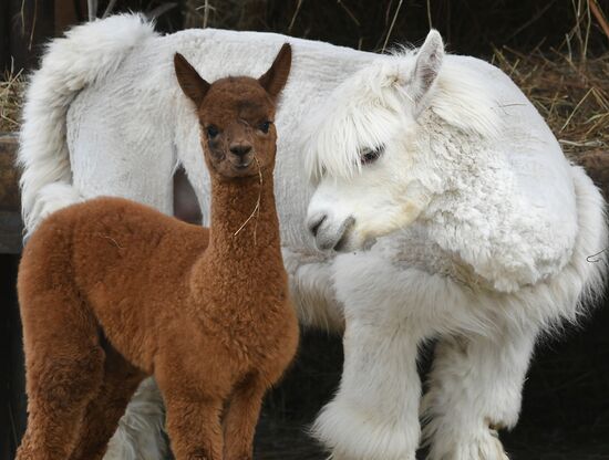 Парк флоры и фауны "Роев ручей" в Красноярске