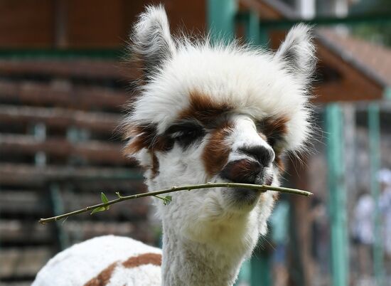 Парк флоры и фауны "Роев ручей" в Красноярске