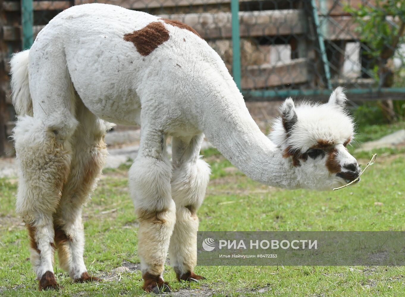 Парк флоры и фауны "Роев ручей" в Красноярске