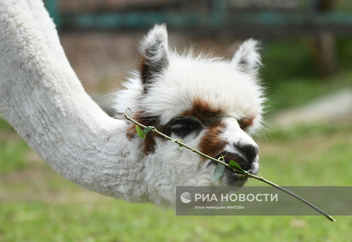 Парк флоры и фауны "Роев ручей" в Красноярске