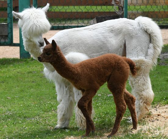 Парк флоры и фауны "Роев ручей" в Красноярске