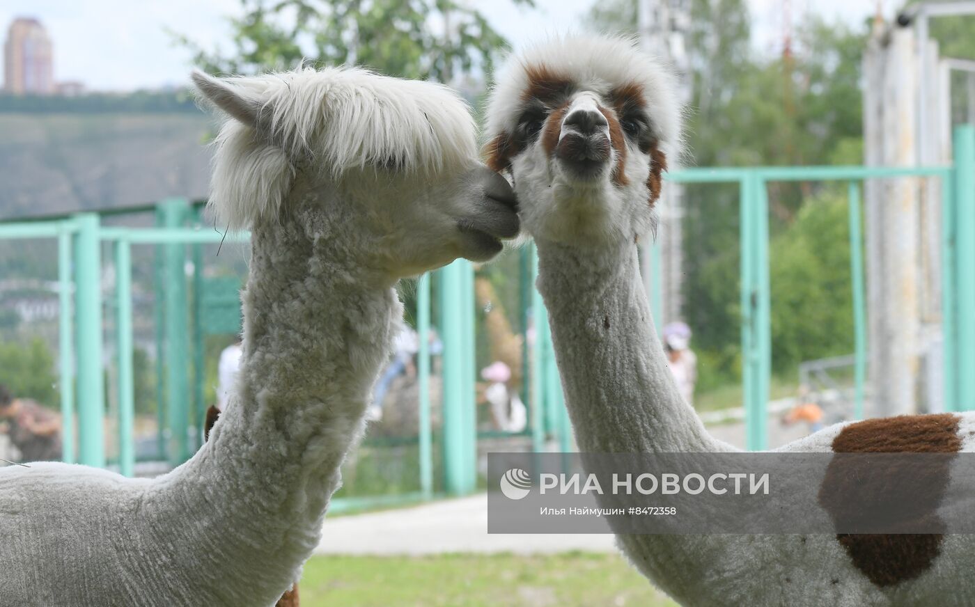 Парк флоры и фауны "Роев ручей" в Красноярске