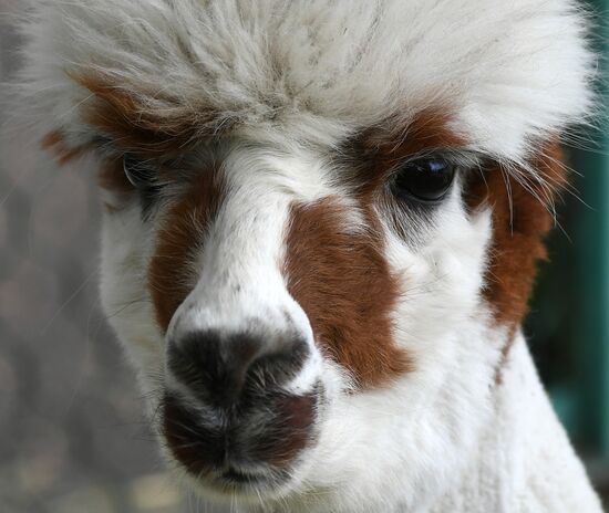 Парк флоры и фауны "Роев ручей" в Красноярске