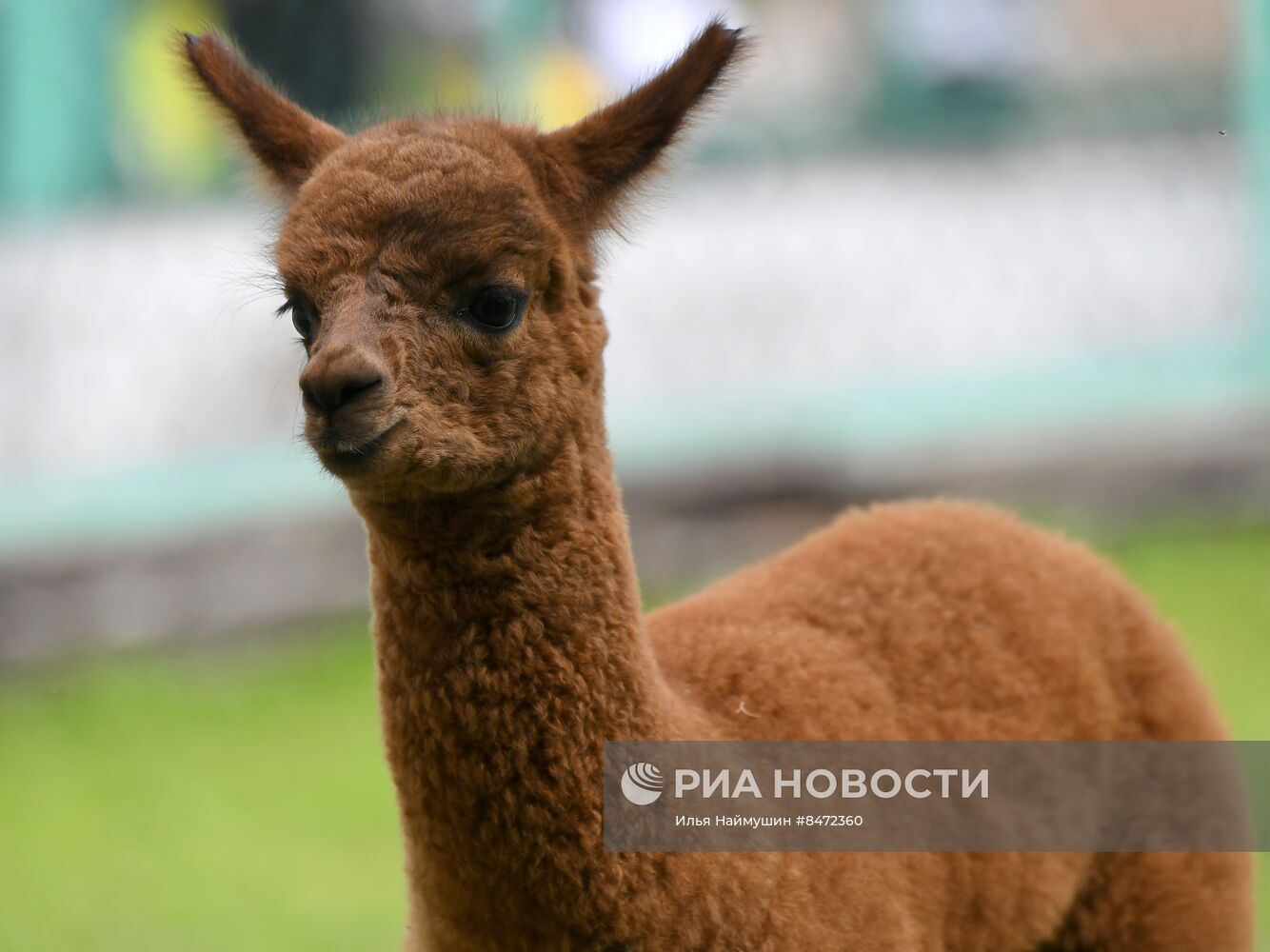 Парк флоры и фауны "Роев ручей" в Красноярске