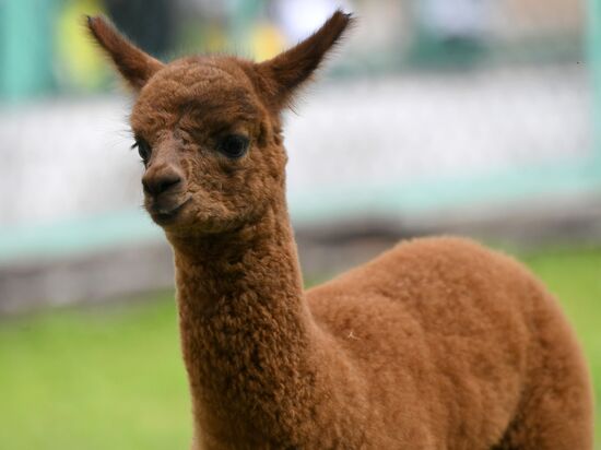 Парк флоры и фауны "Роев ручей" в Красноярске