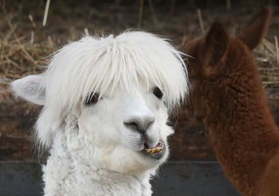 Парк флоры и фауны "Роев ручей" в Красноярске