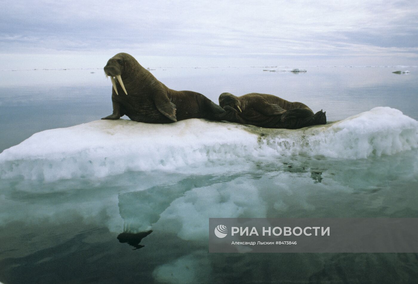 Природный комплекс заповедника Остров Врангеля