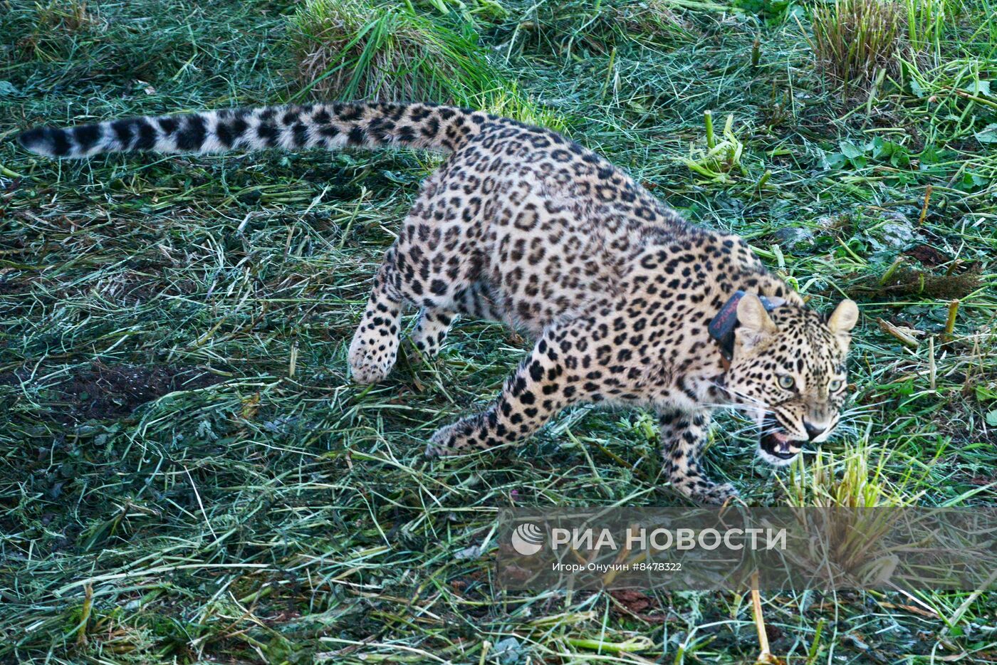 Возвращение леопарда в дикую природу в горах Кавказского заповедника