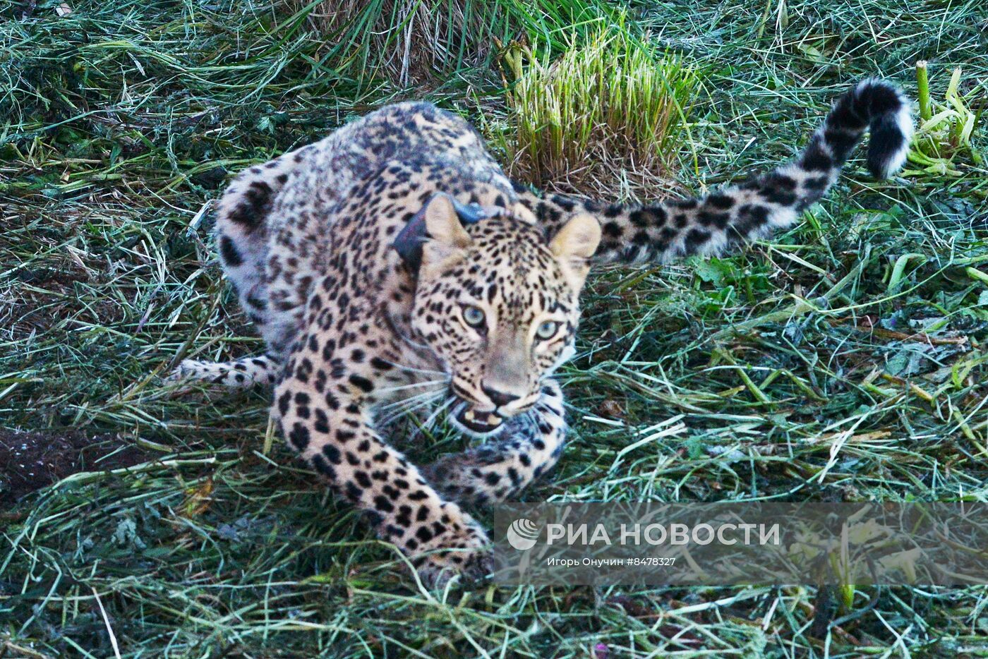 Возвращение леопарда в дикую природу в горах Кавказского заповедника