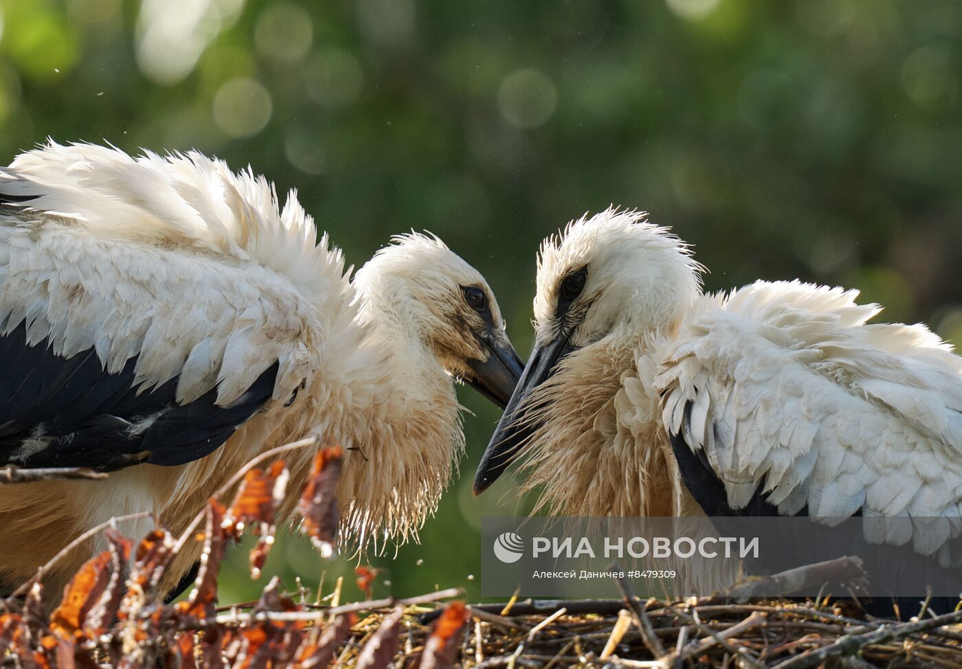 Семейство аистов в Ленинградской области