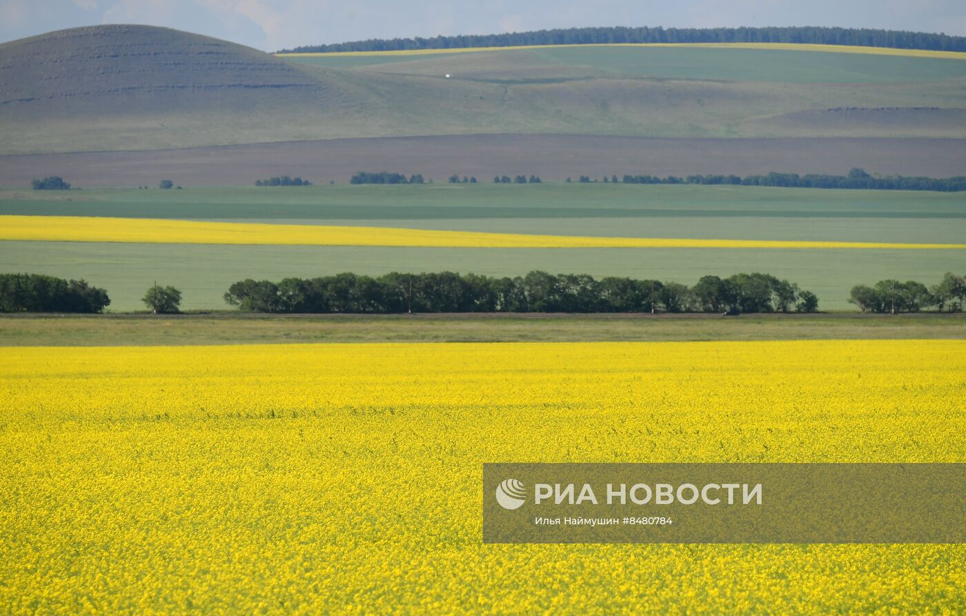 Поля Красноярского края