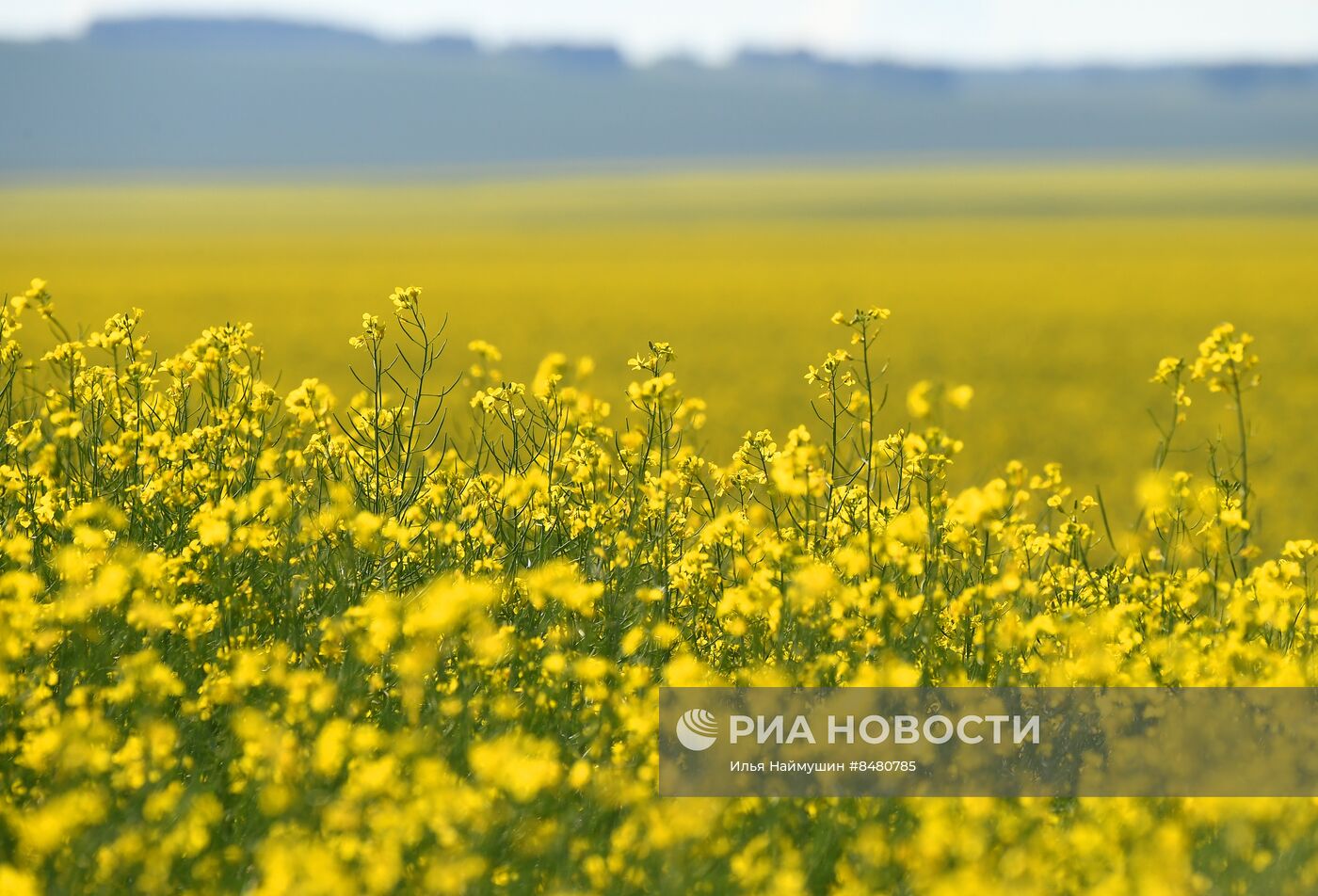 Поля Красноярского края