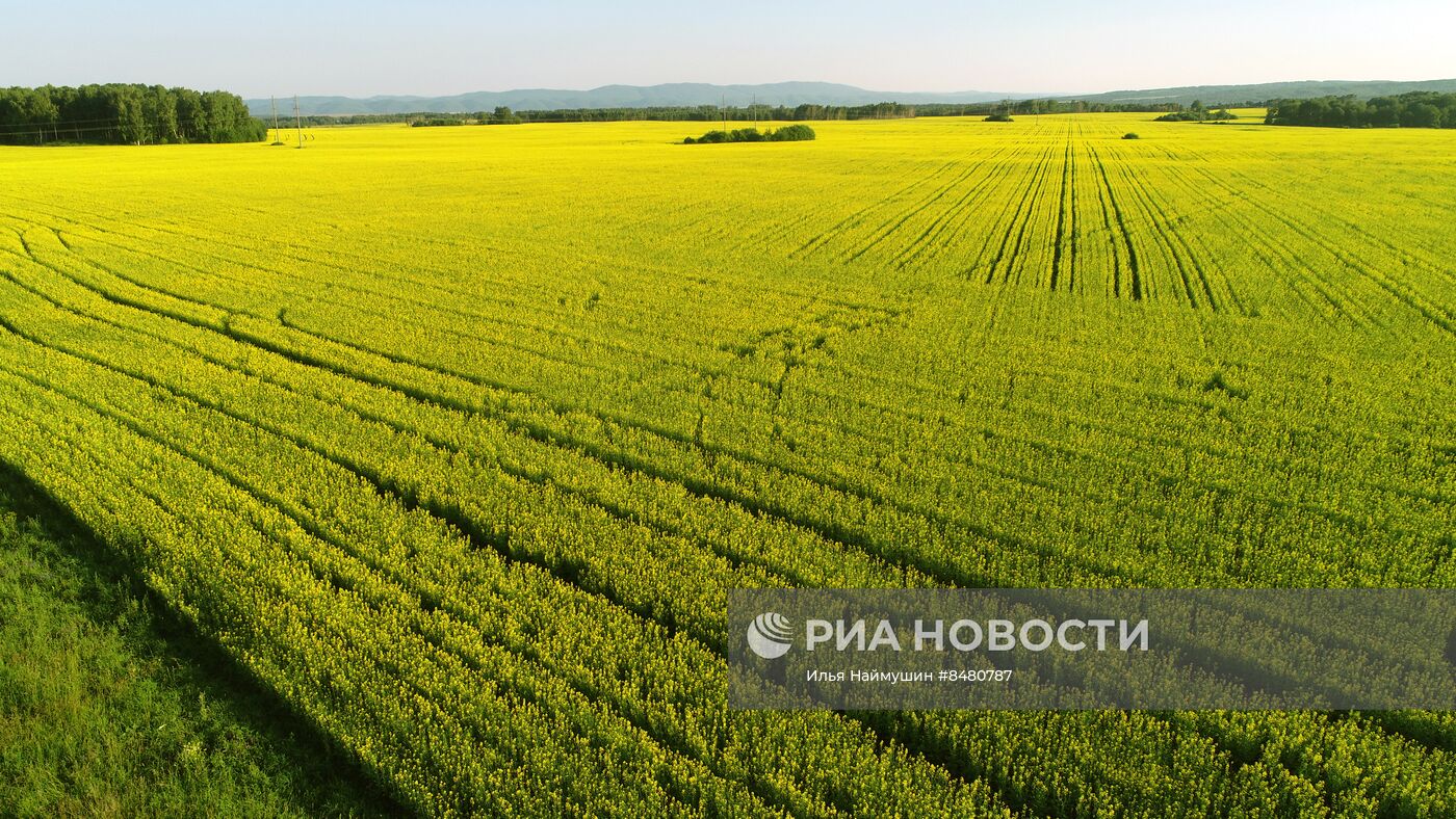 Поля Красноярского края