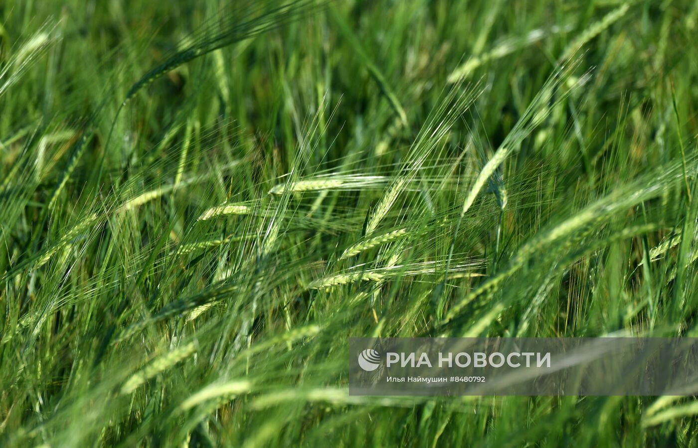 Поля Красноярского края