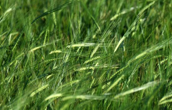 Поля Красноярского края