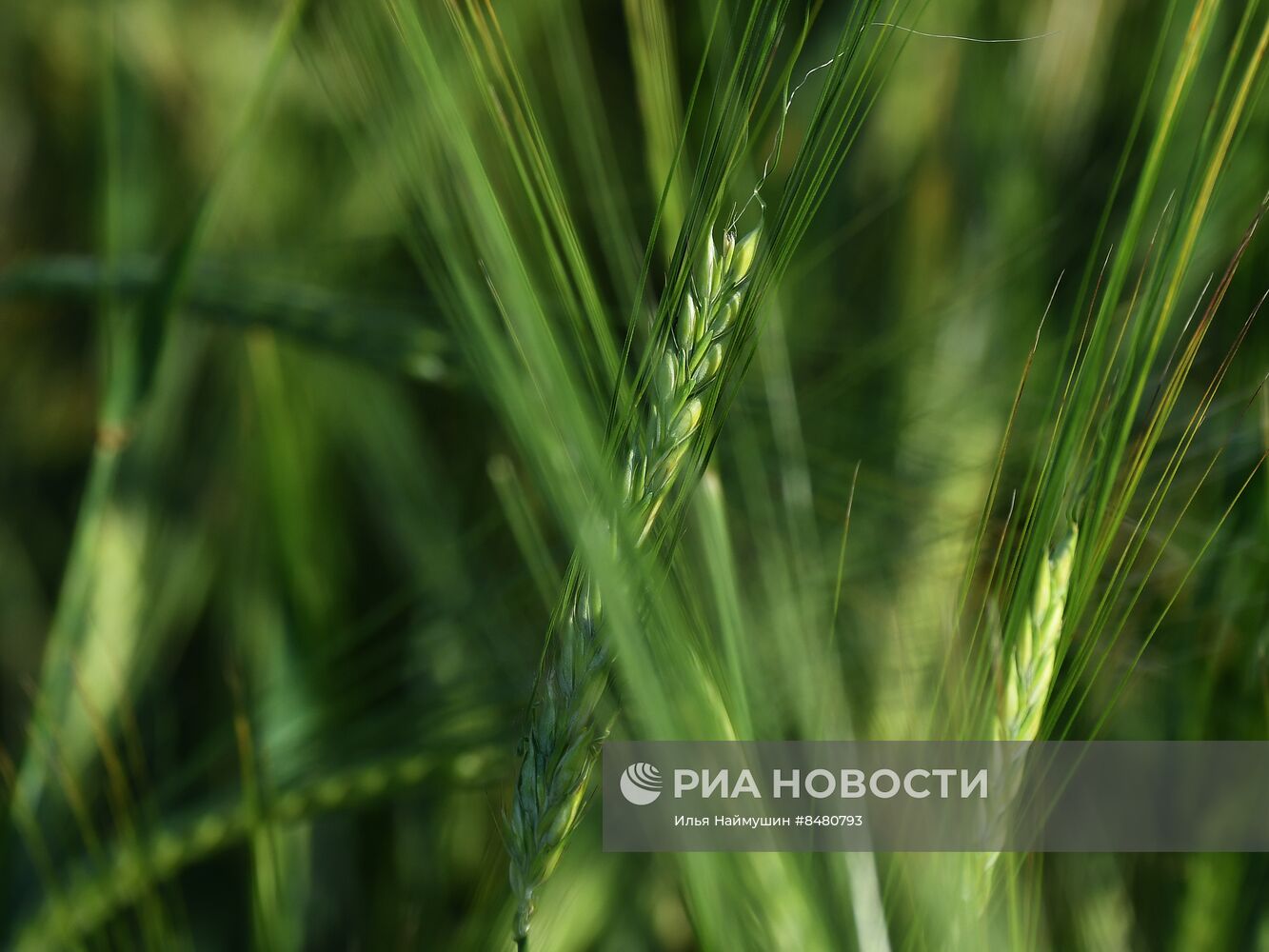 Поля Красноярского края