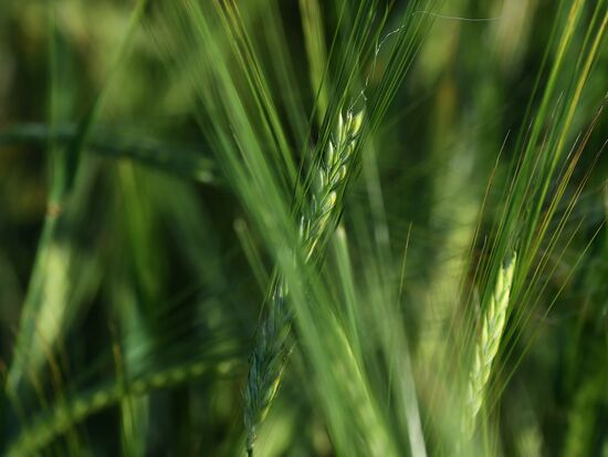 Поля Красноярского края