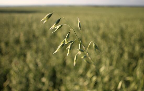 Поля Красноярского края