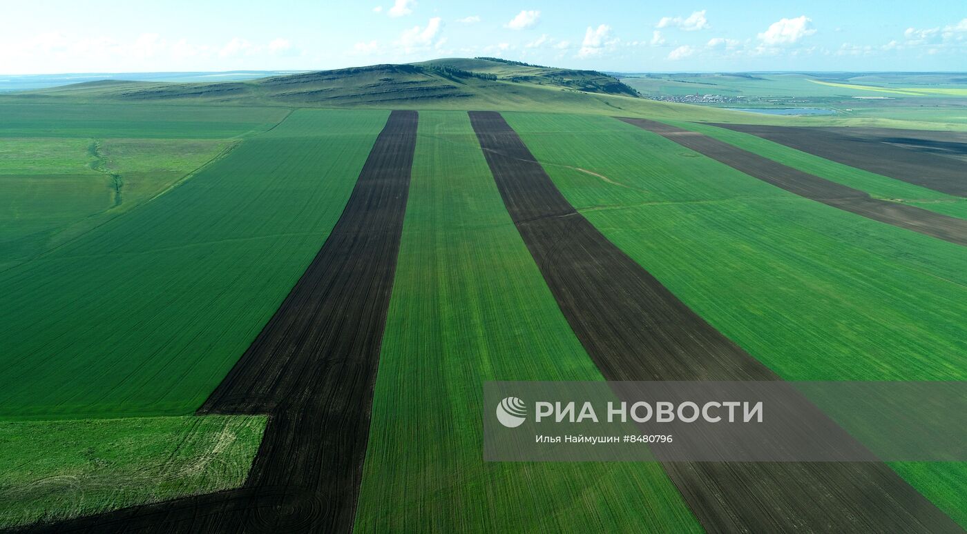 Поля Красноярского края