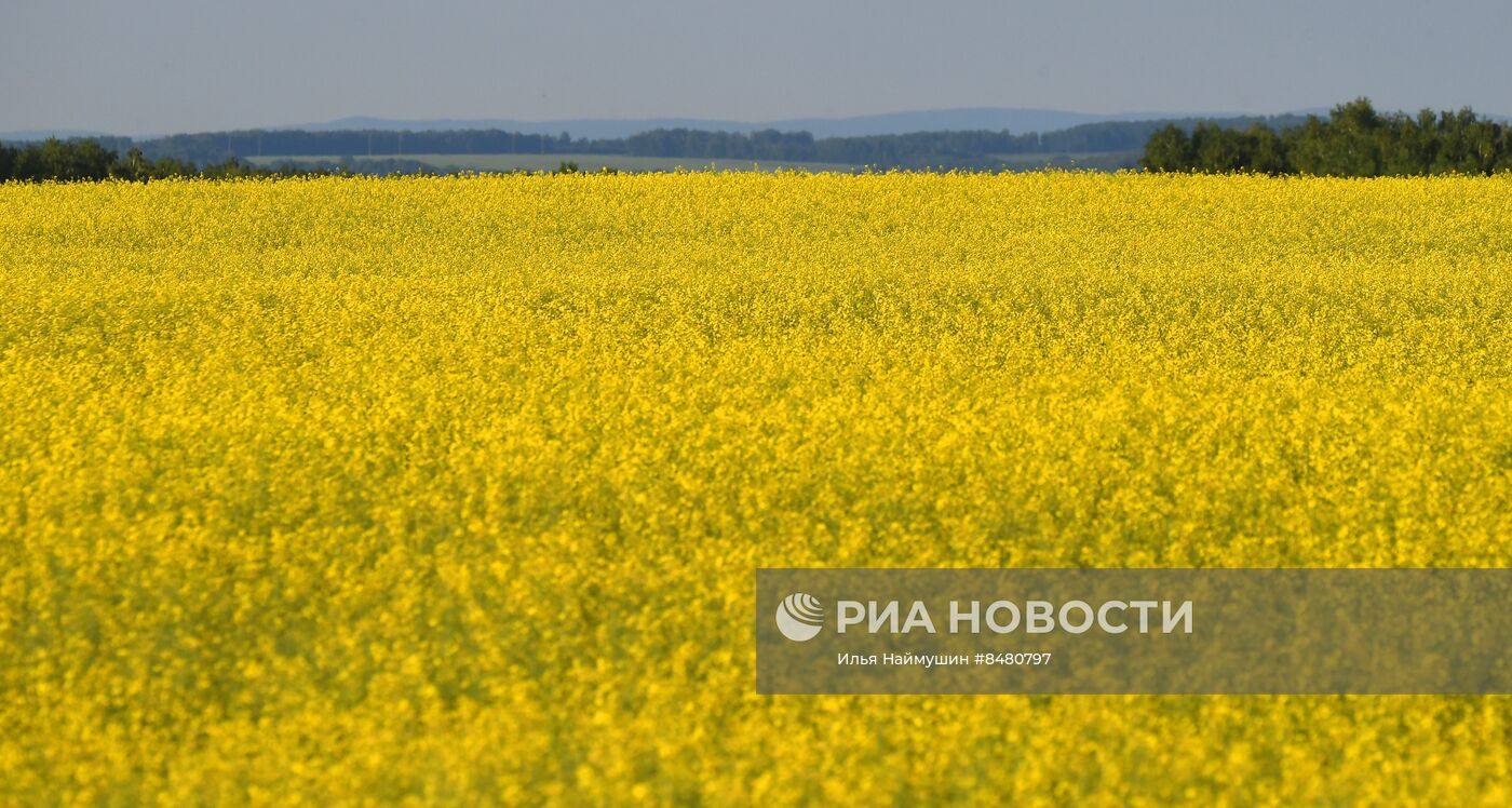 Поля Красноярского края