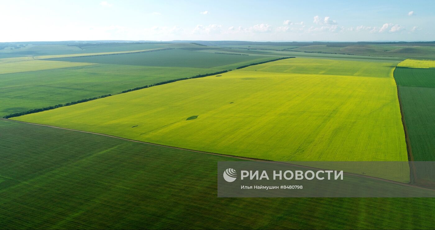 Поля Красноярского края