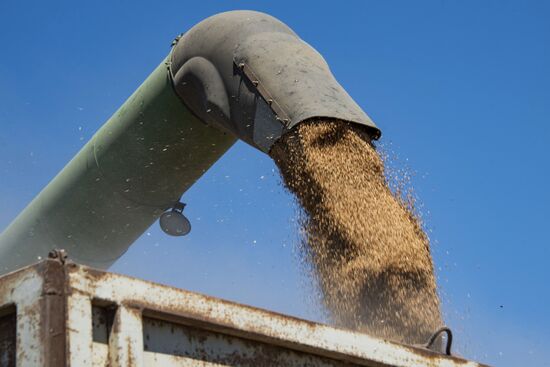 Уборка урожая зерновых в Херсонской области