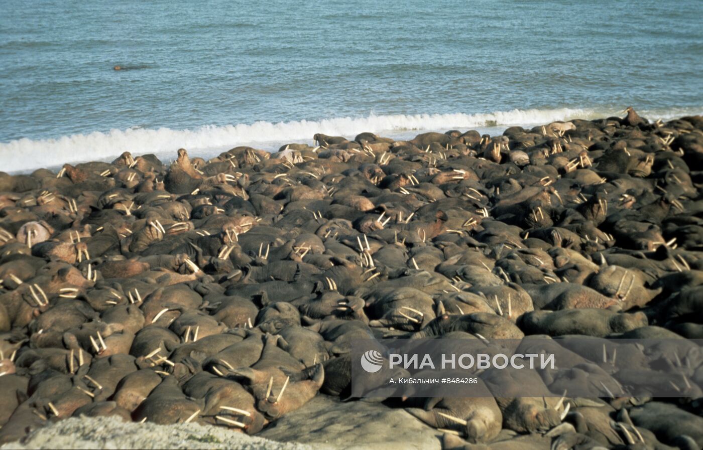 Природный комплекс заповедника остров Врангеля