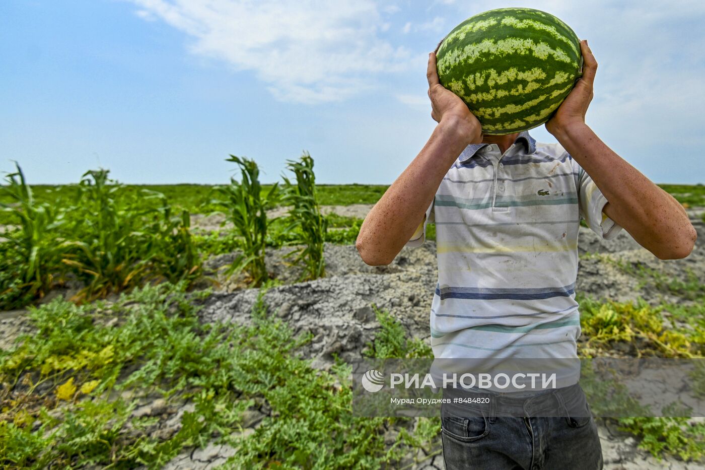 Сбор урожая арбузов в Азербайджане