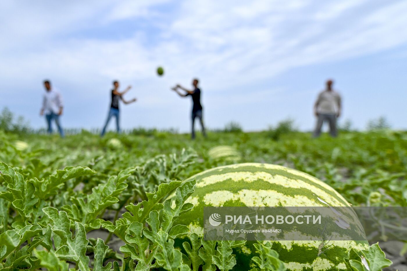 Сбор урожая арбузов в Азербайджане