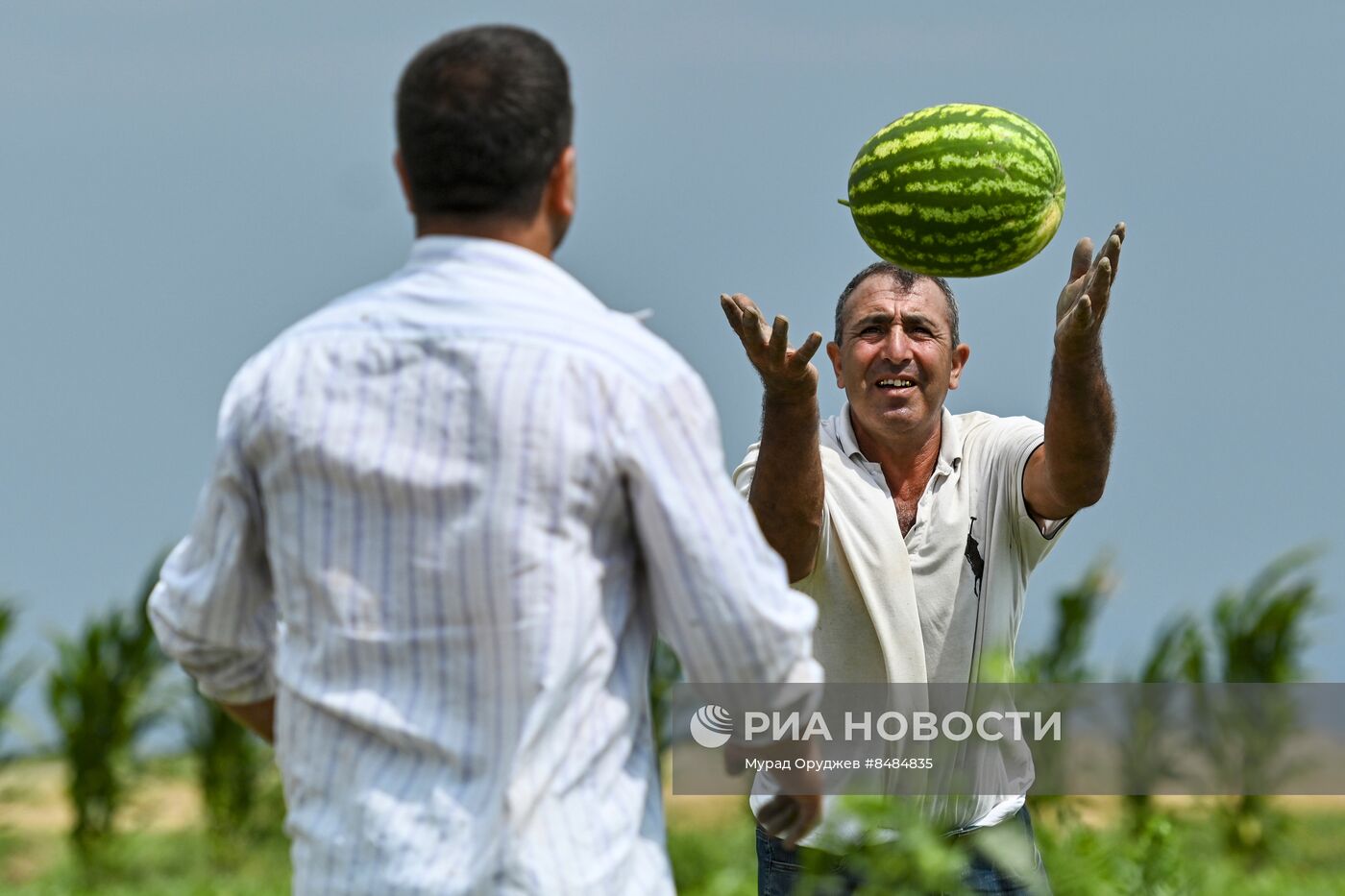 Сбор урожая арбузов в Азербайджане