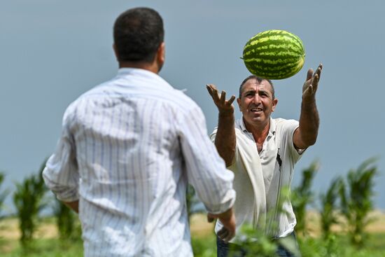 Сбор урожая арбузов в Азербайджане