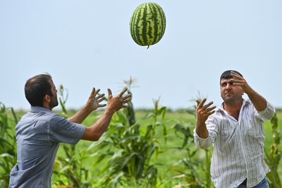 Сбор урожая арбузов в Азербайджане