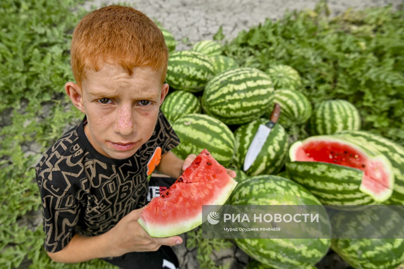 Сбор урожая арбузов в Азербайджане