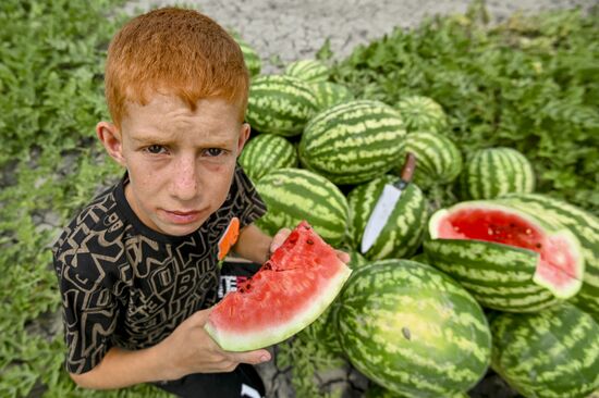 Сбор урожая арбузов в Азербайджане