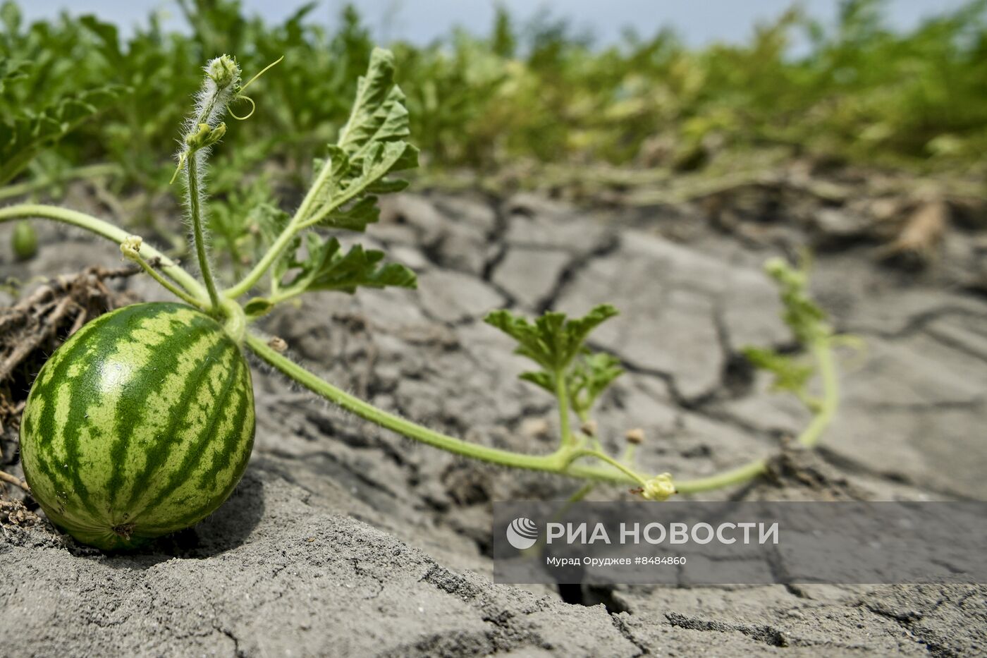 Сбор урожая арбузов в Азербайджане