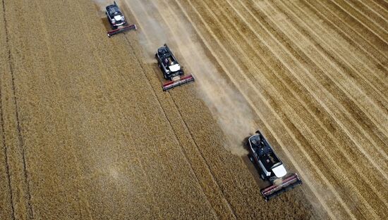 Уборка урожая пшеницы в Ростовской области