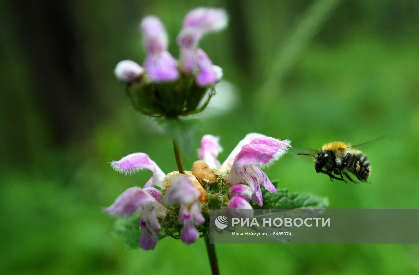 Цветение растений в Красноярском крае