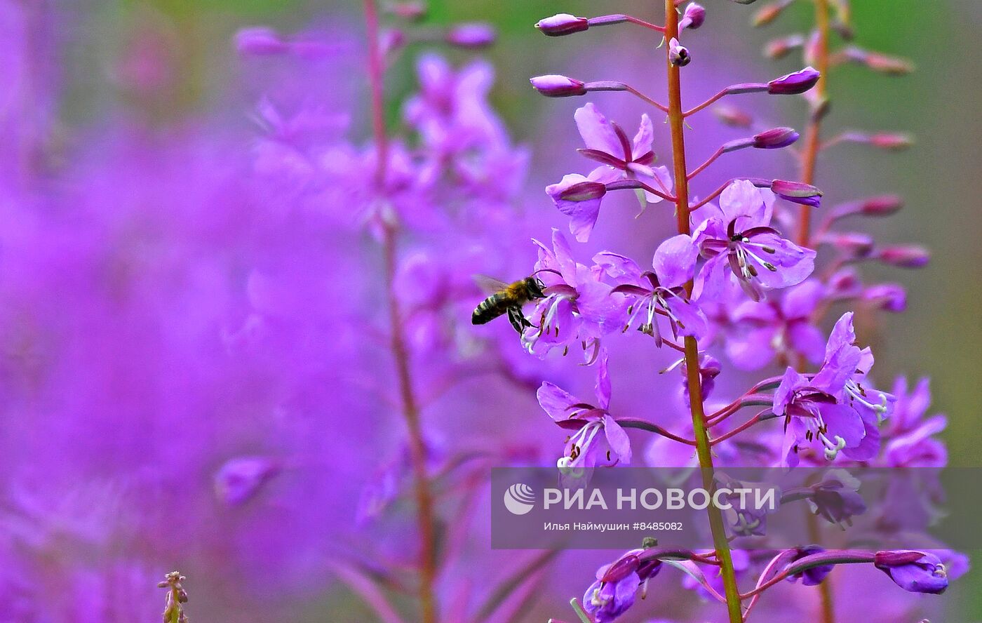 Цветение растений в Красноярском крае