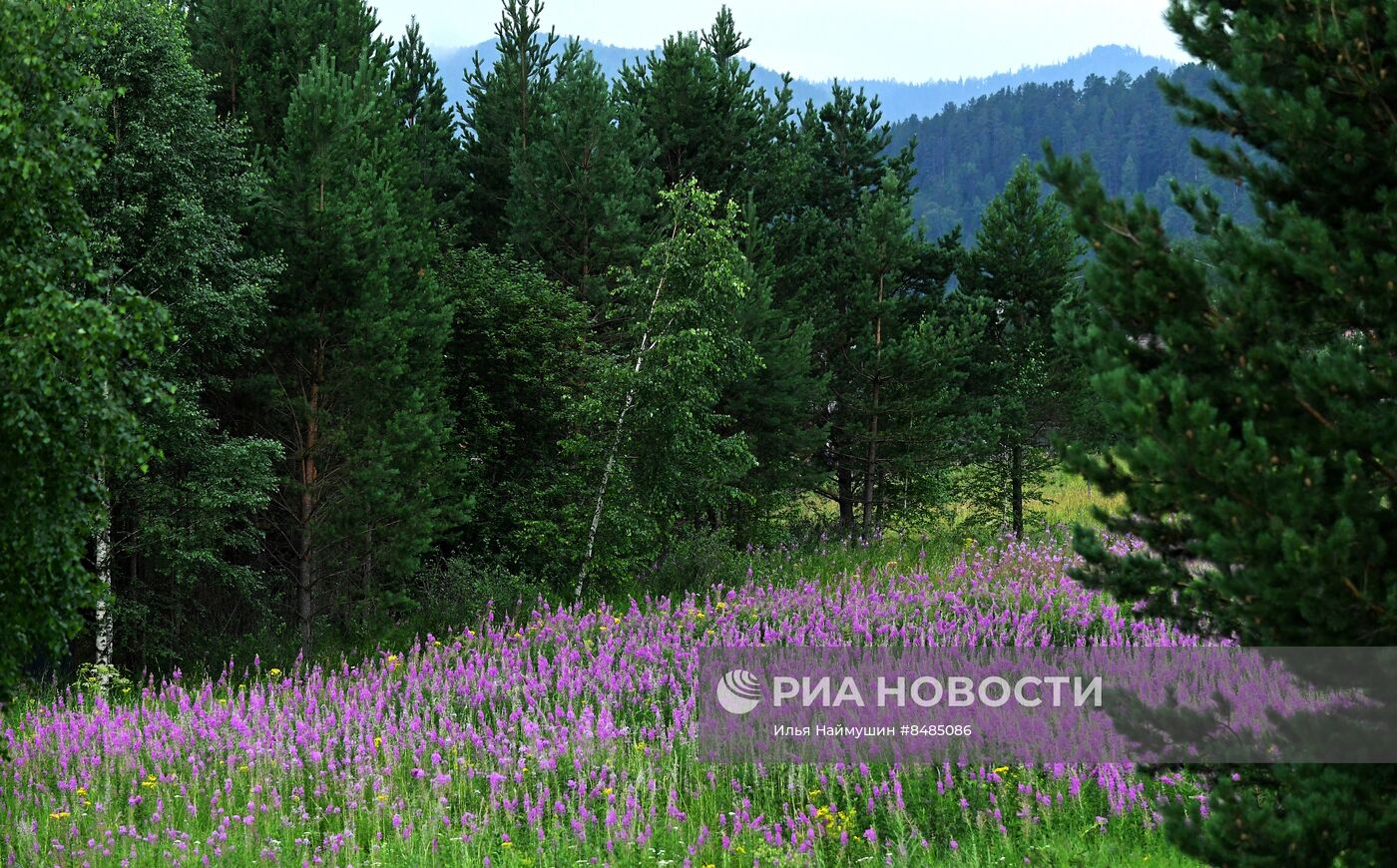 Цветение растений в Красноярском крае