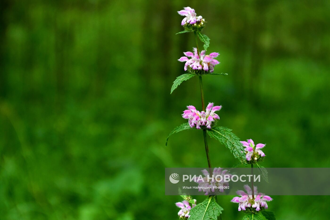 Цветение растений в Красноярском крае